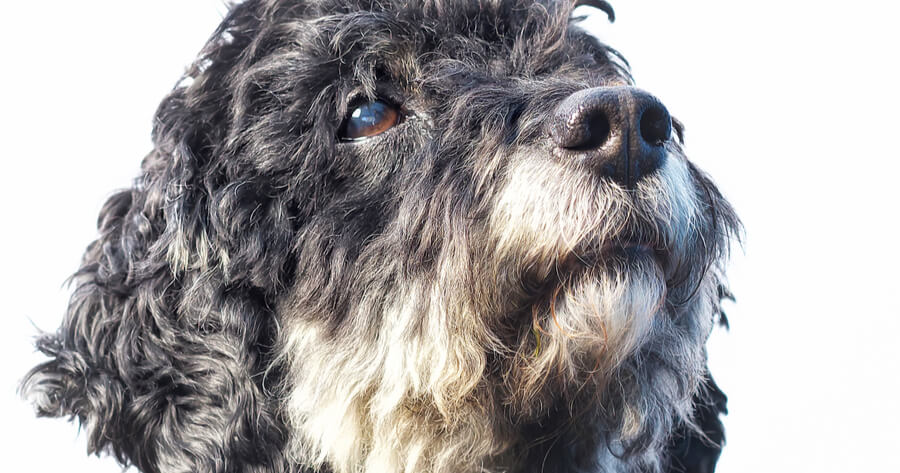 Tibet Terrier - Pudel Mix Kaufen Pudel-Mix: Rassen, Charakter und Größe vom Pudel-Mischling